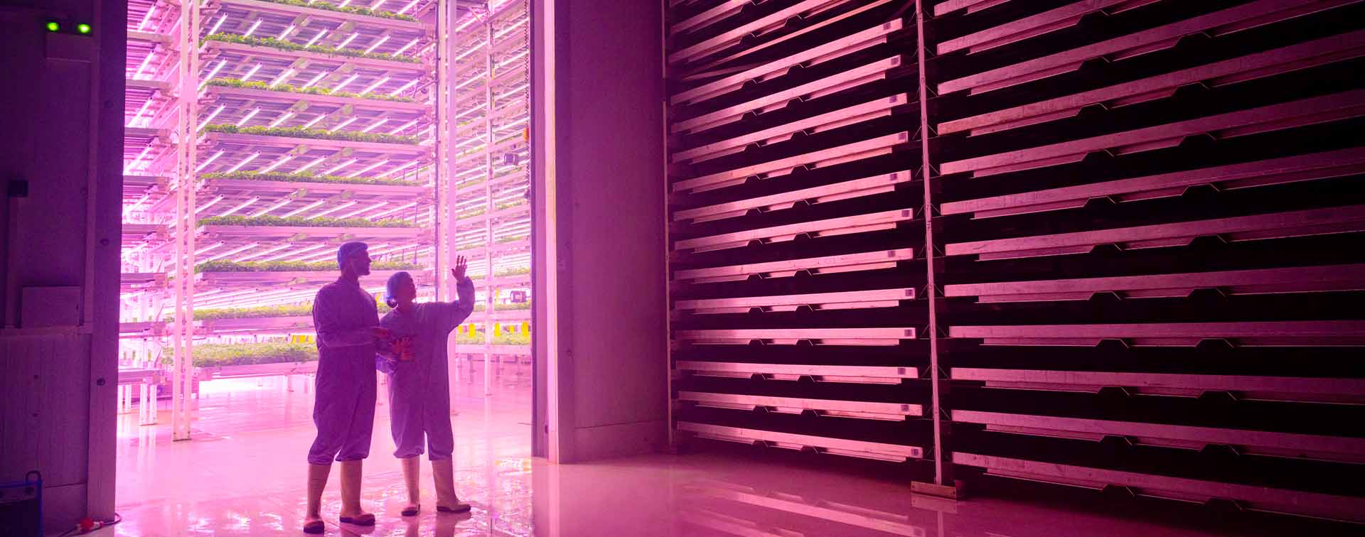 Protective workwear-wearing coworkers standing in the glow of LED lights illuminating a hydroponic growing chamber