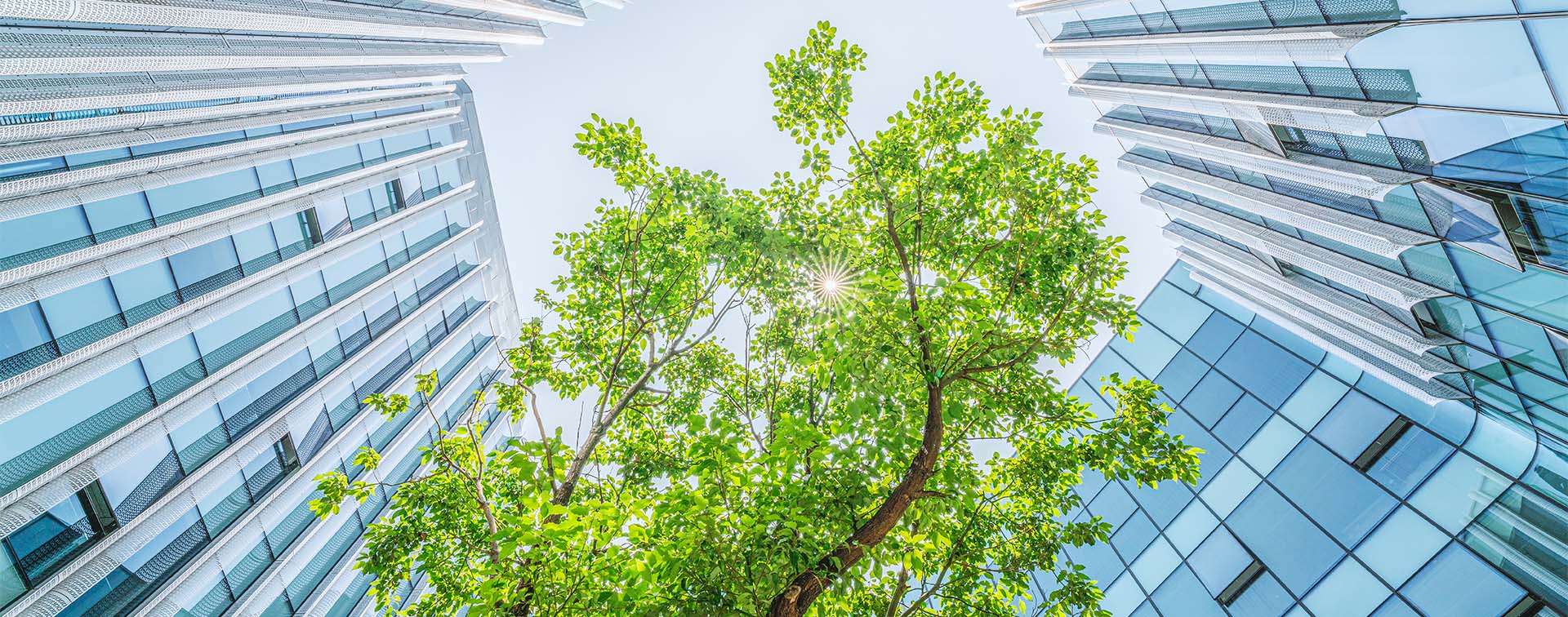Contemporary skyscrapers built around a tree